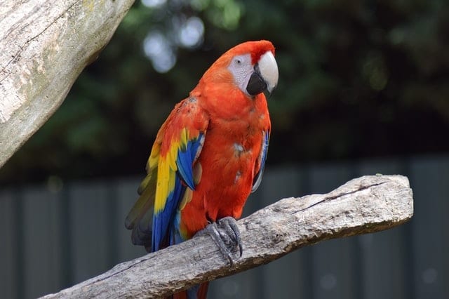 Gloucester family rejoice after finding their beloved baby parrot