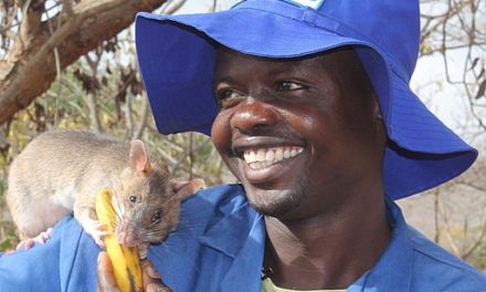 Weird Jobs: Finding unexploded landmines with rats in Vietnam and Cambodia