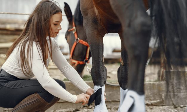 Best Academic Careers to Follow for Equestrian Enthusiasts